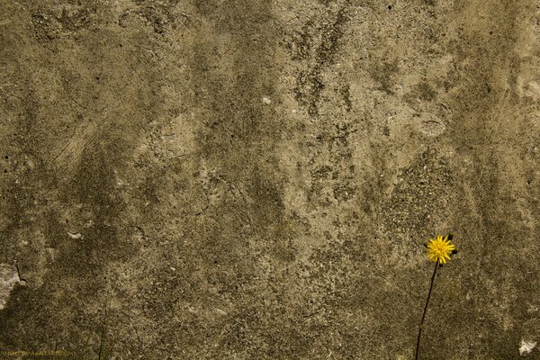 The concrete wall and the flower are very beautiful