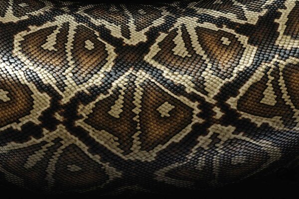 Scaly patterns on snake skin