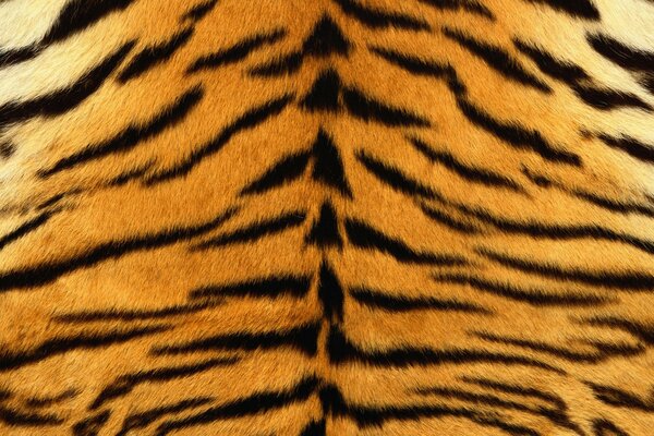 Striped fur of a wild cat