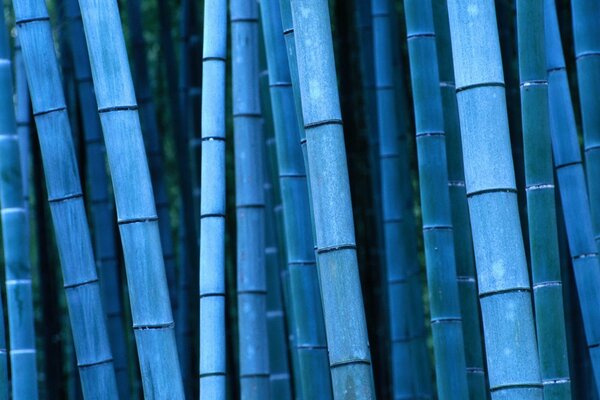 Primer plano de bambú azul