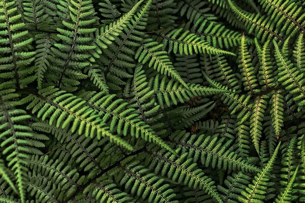 The forest is densely overgrown with ferns