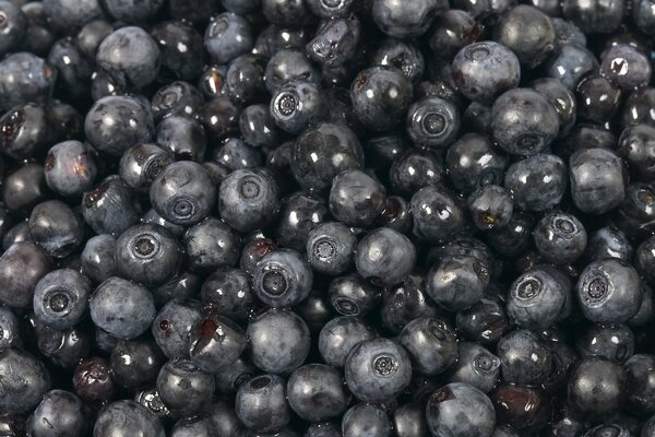 Fresh sweet blueberries, dark background