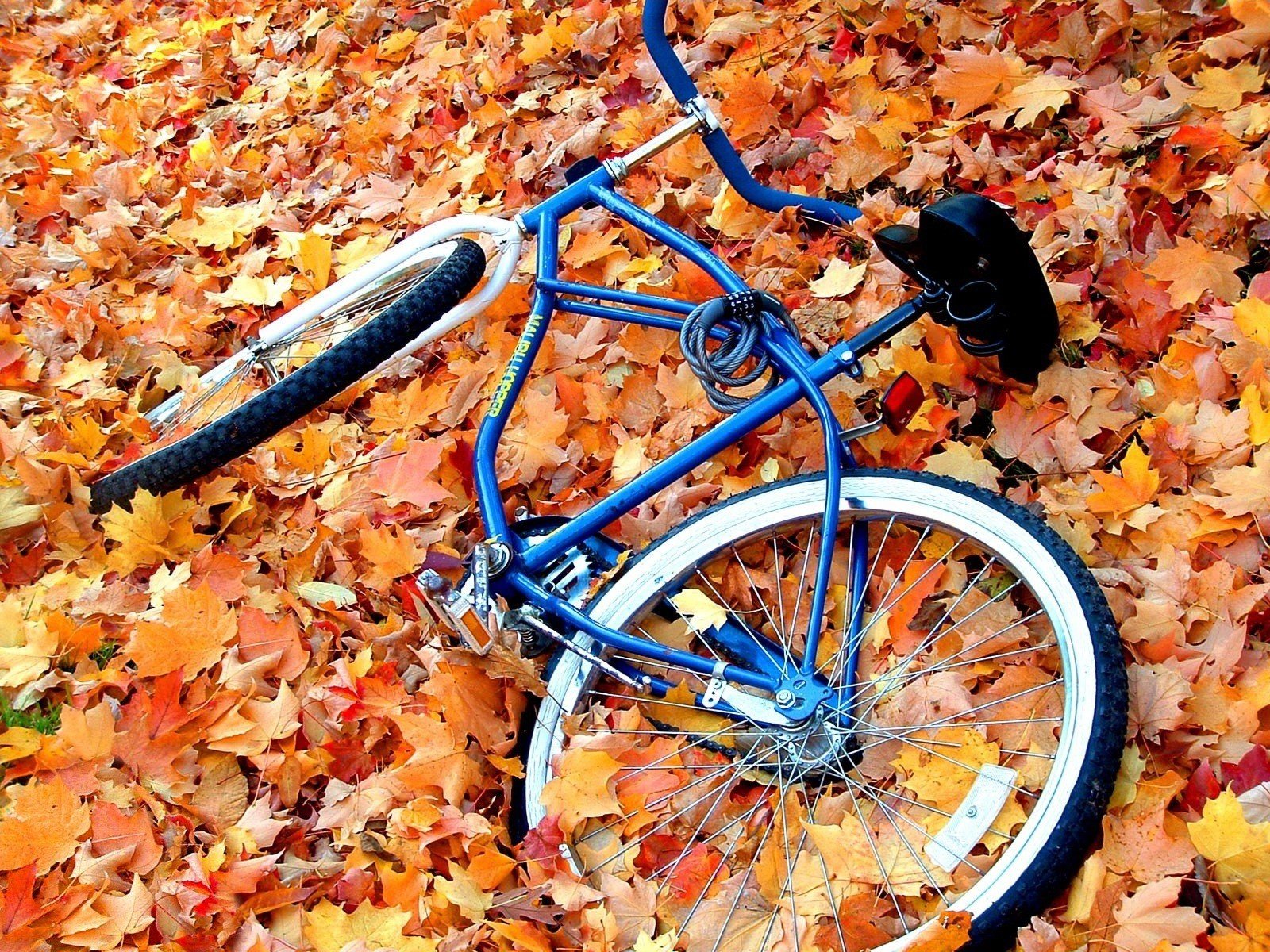 autumn bike large leaves yellow thrown