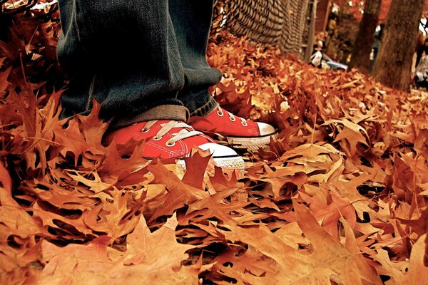 Sneakers in autumn yellow leaves