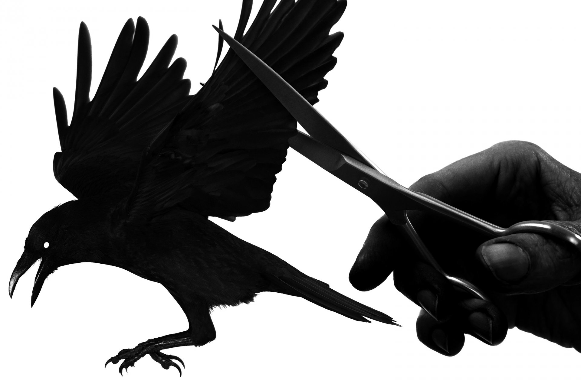 corvo mano uccello ali libertà forbici