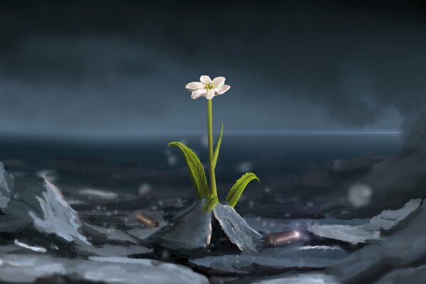 Durch die Dornen zu den Sternen. Einsame Blume