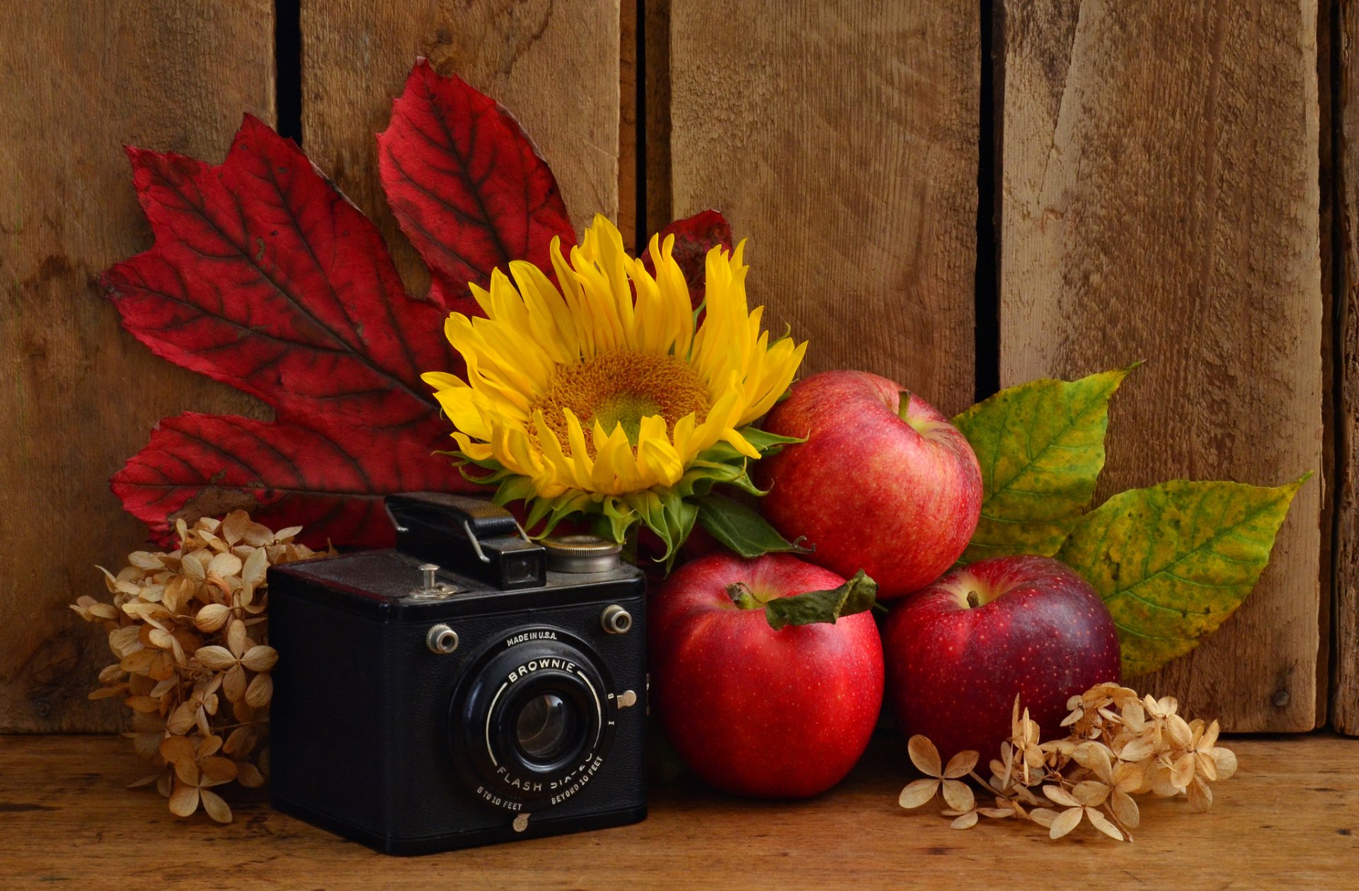 a camera apples sunflower leave