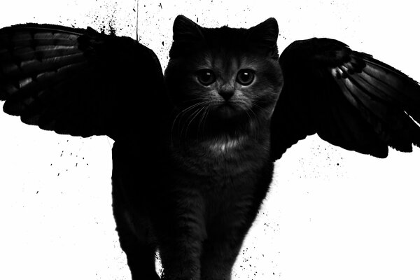 Art design. Black cat with wings