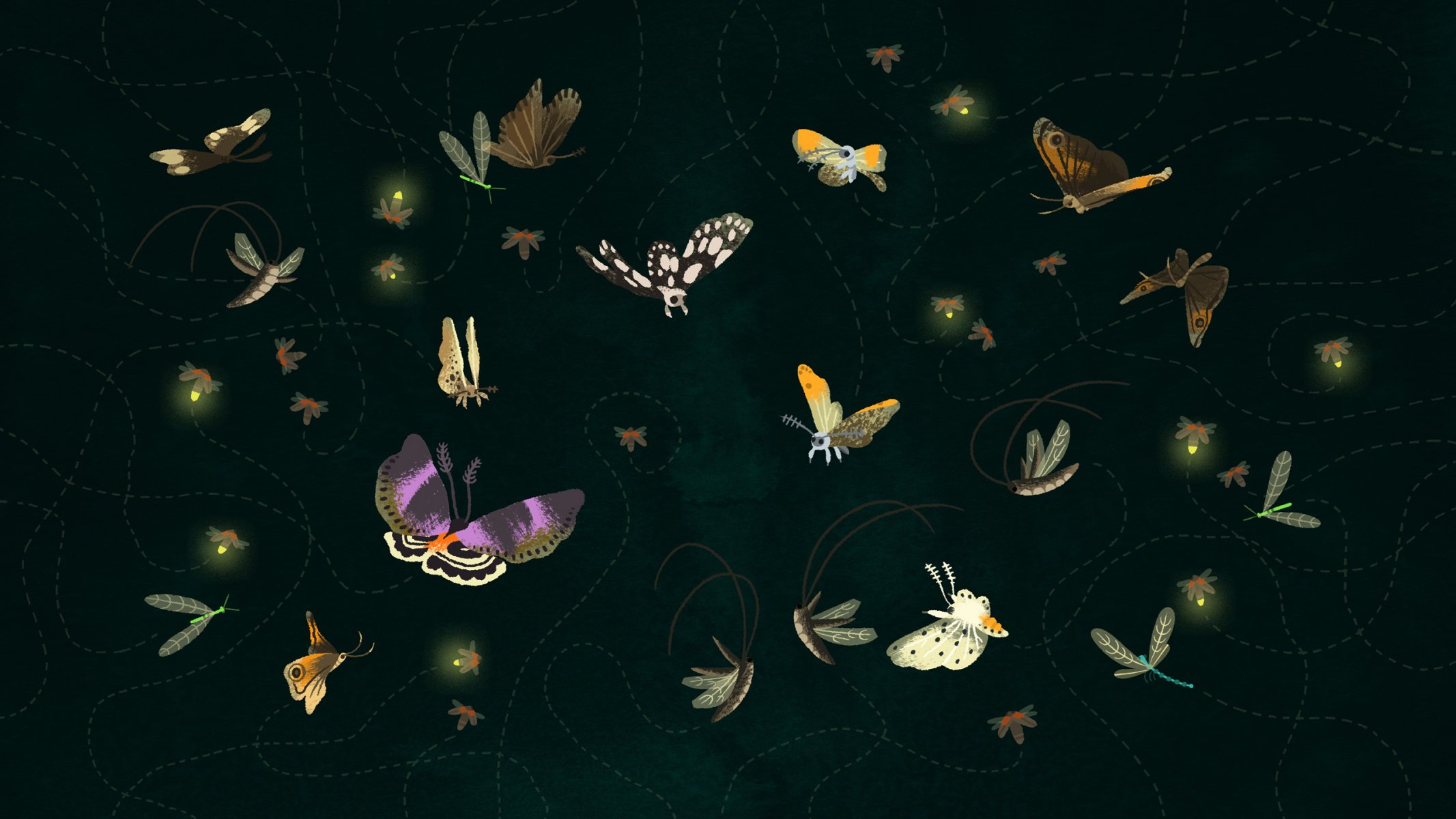 butterfly moth flight trajectory