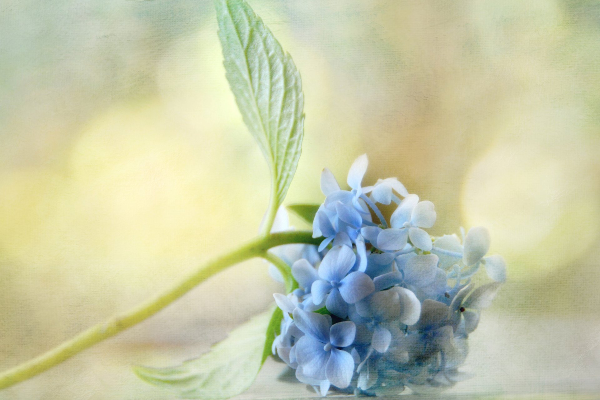 hortensia azul hojas fondo reflejos textura