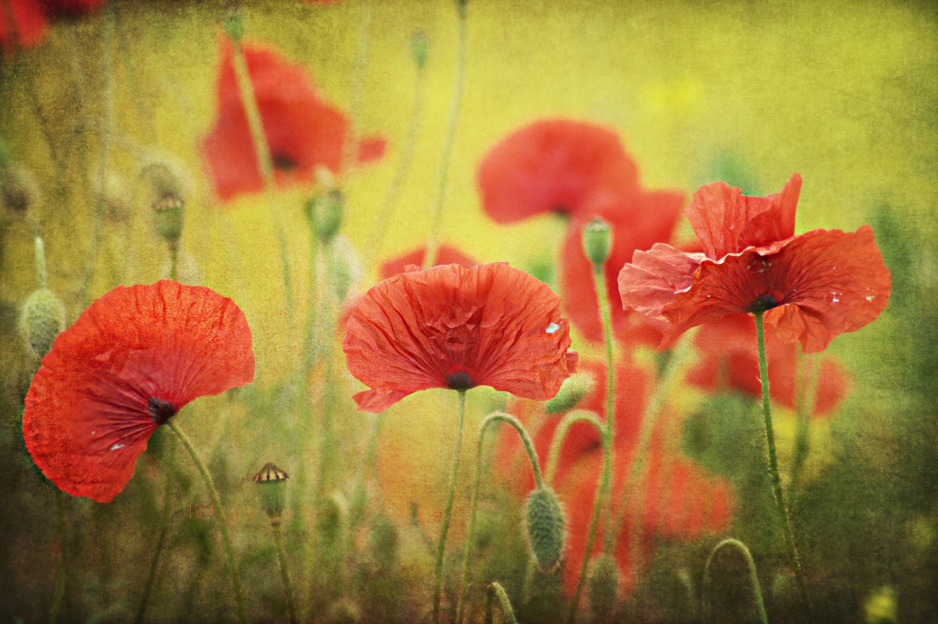 amapolas rojos brotes semillas