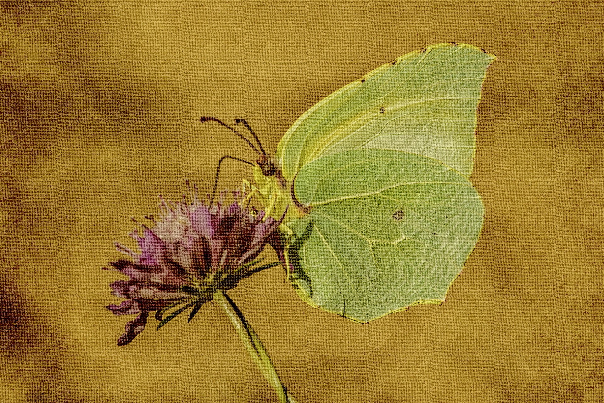 schmetterling blume natur hintergrund stil