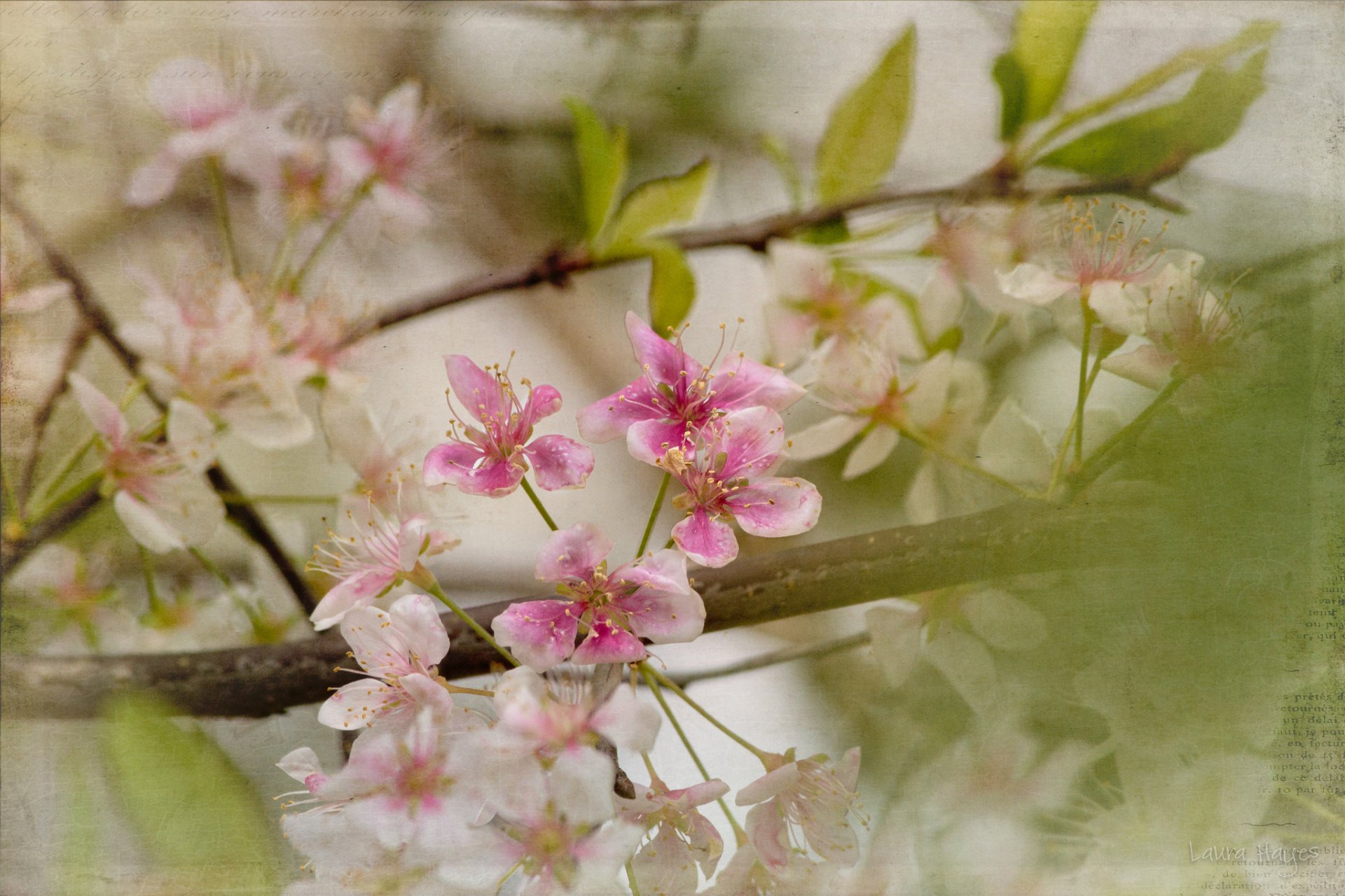 zweige blumen blätter frühling