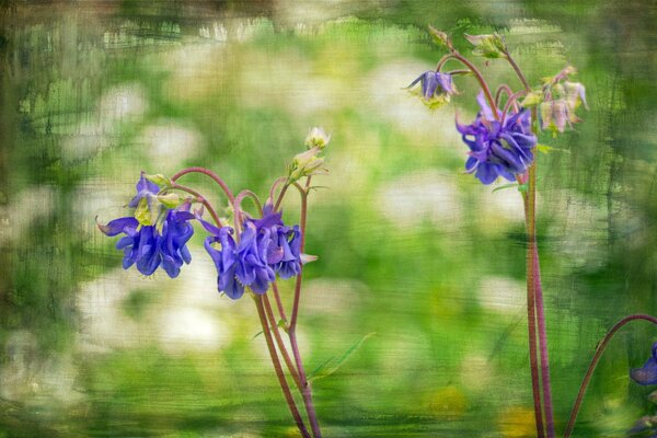 Beautiful flowers by the pond, make life happy