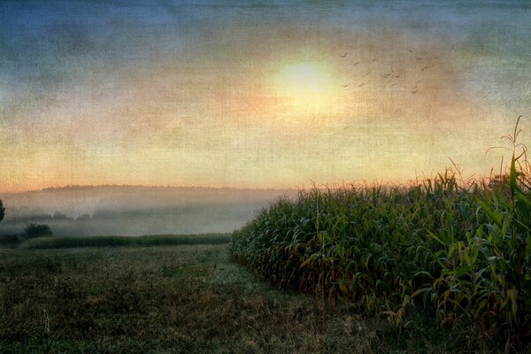 Stilvolle Landschaft, Mais mit Sonnenuntergang