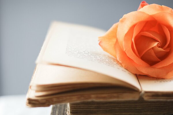 An orange rose lies on the pages of the book