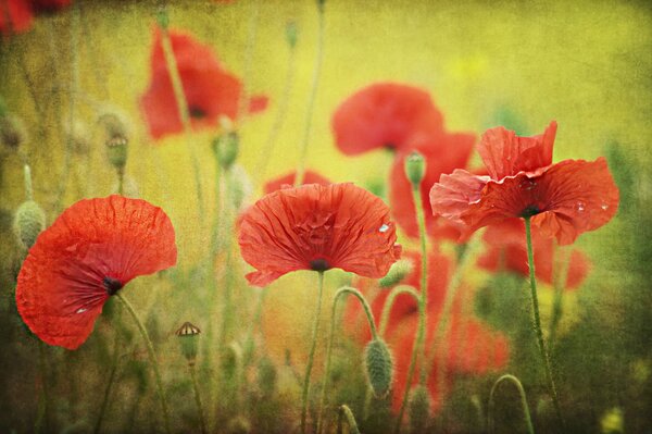 Red poppies bloom in the field