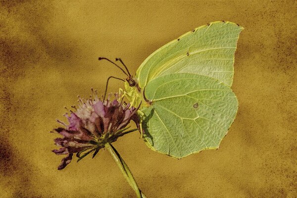 A butterfly landed on a purple flower