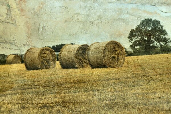 Landscape haystacks in the field