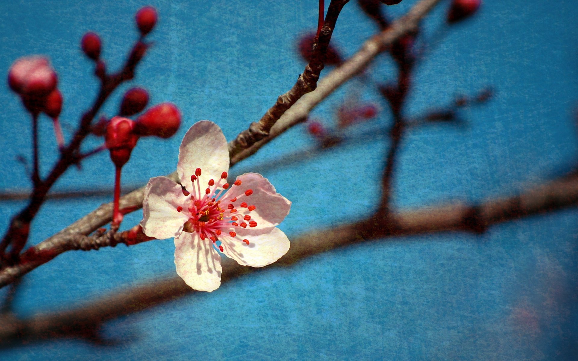 branches printemps fond style