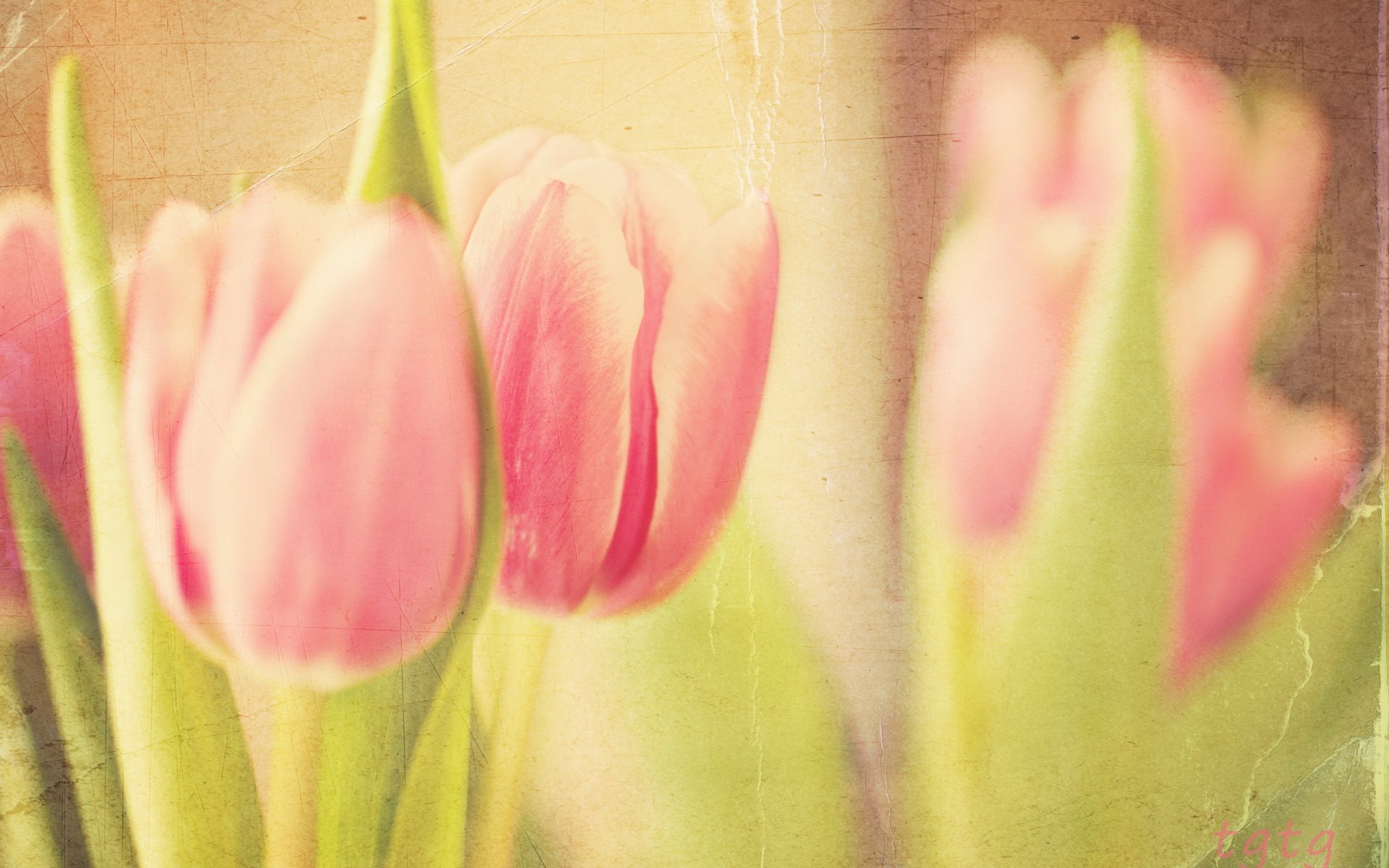 tulpen hintergrund stil