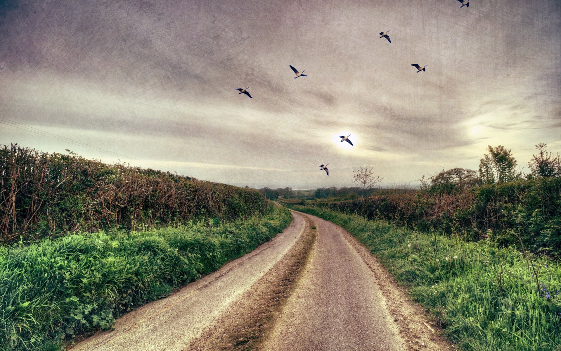 route oiseaux paysage fond texture style