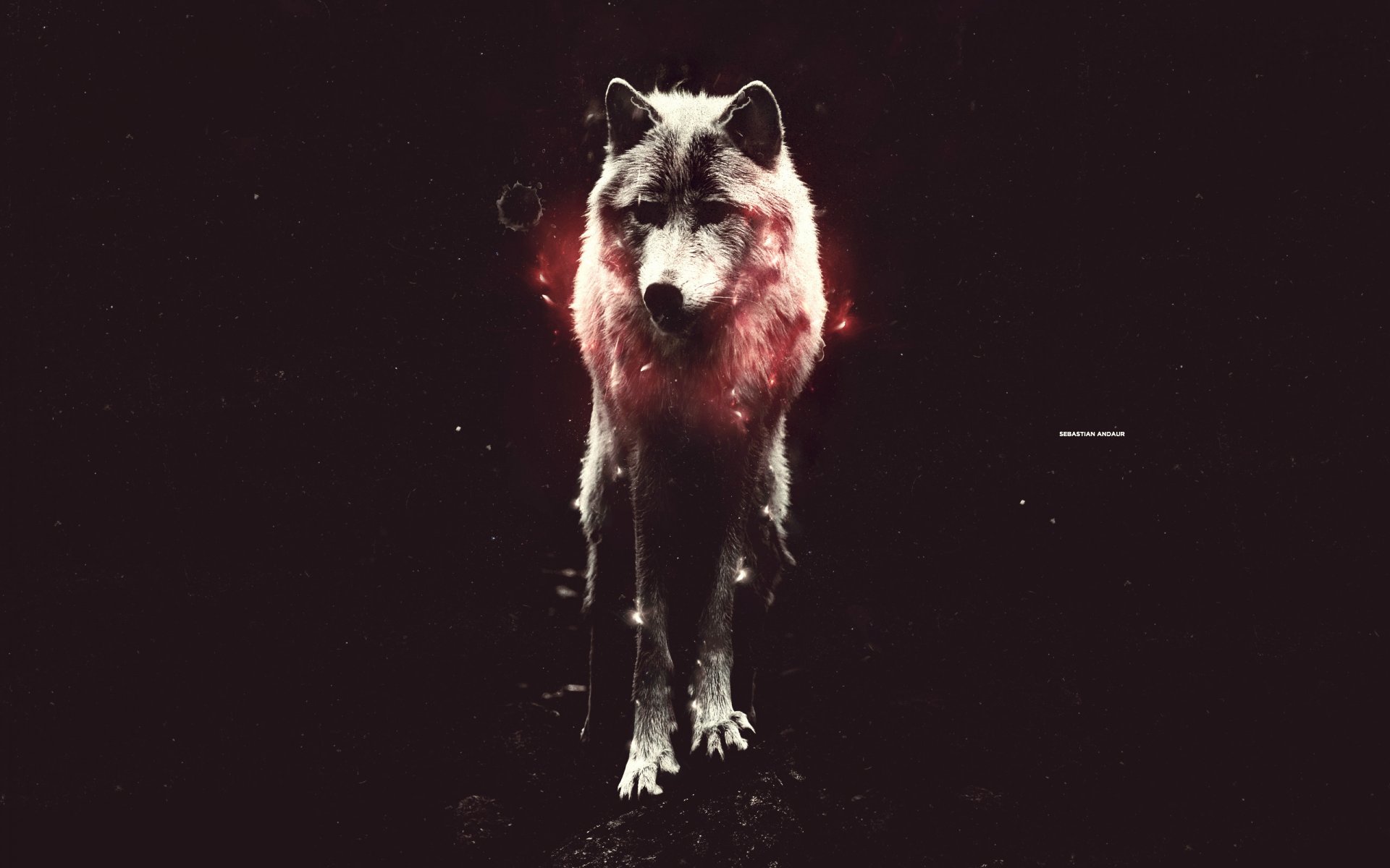 wolf is light red