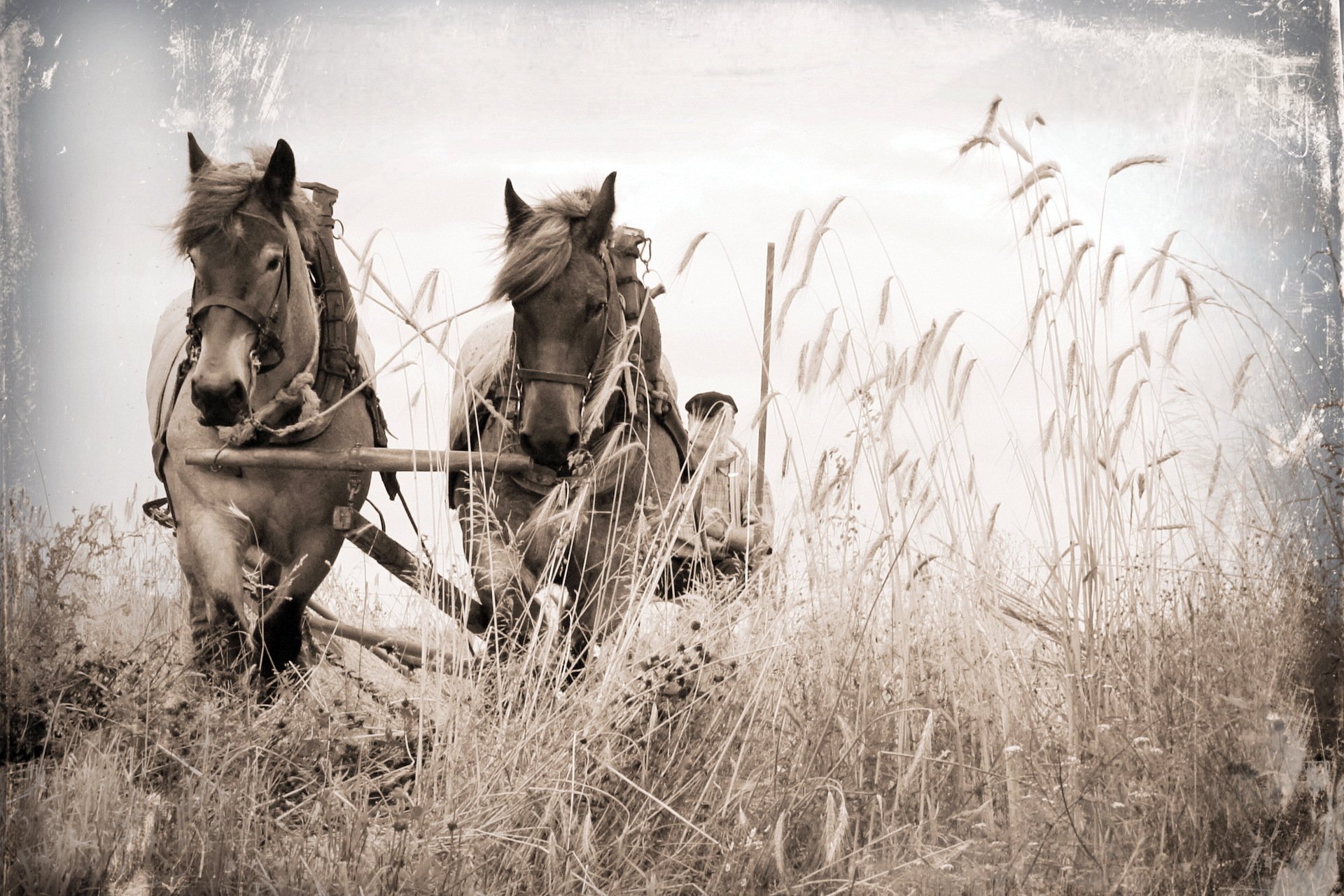 chevaux champ chariot fond style