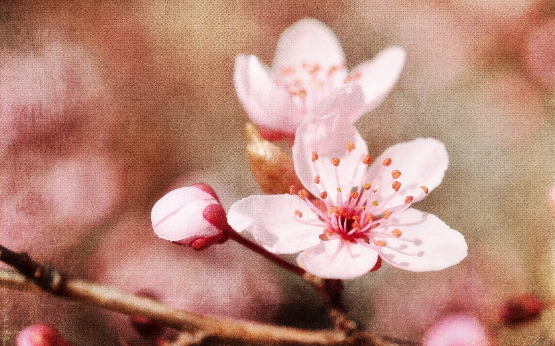 apfelbäume frühling hintergrund stil