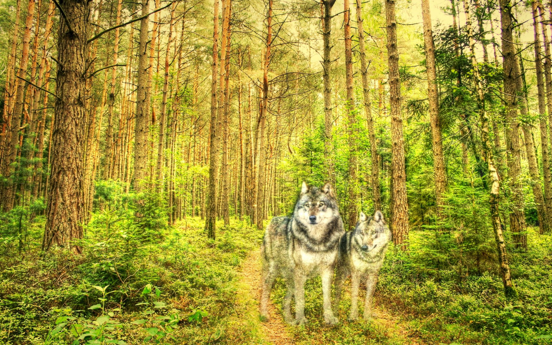 forest wolves textures style