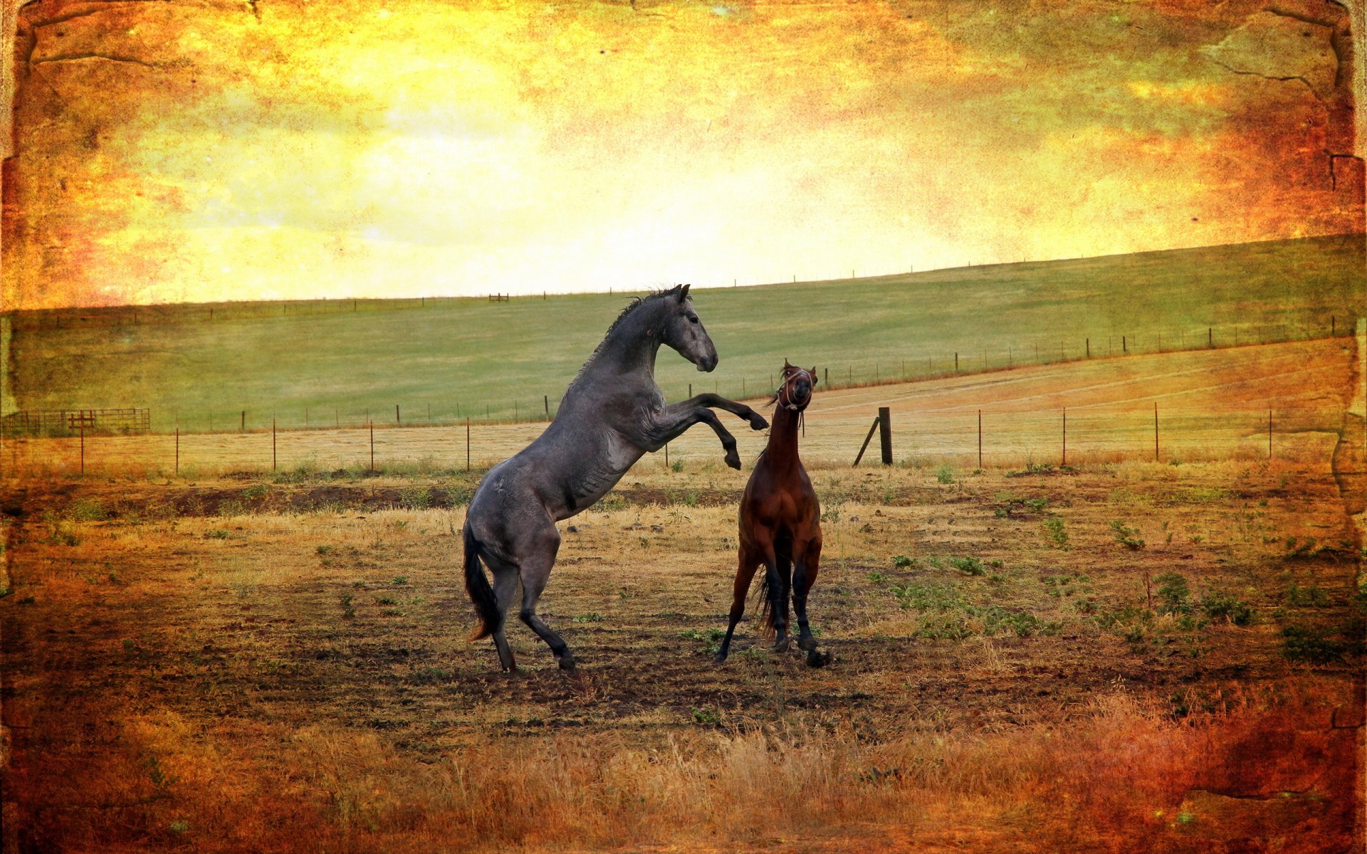 caballos campo fondo estilo