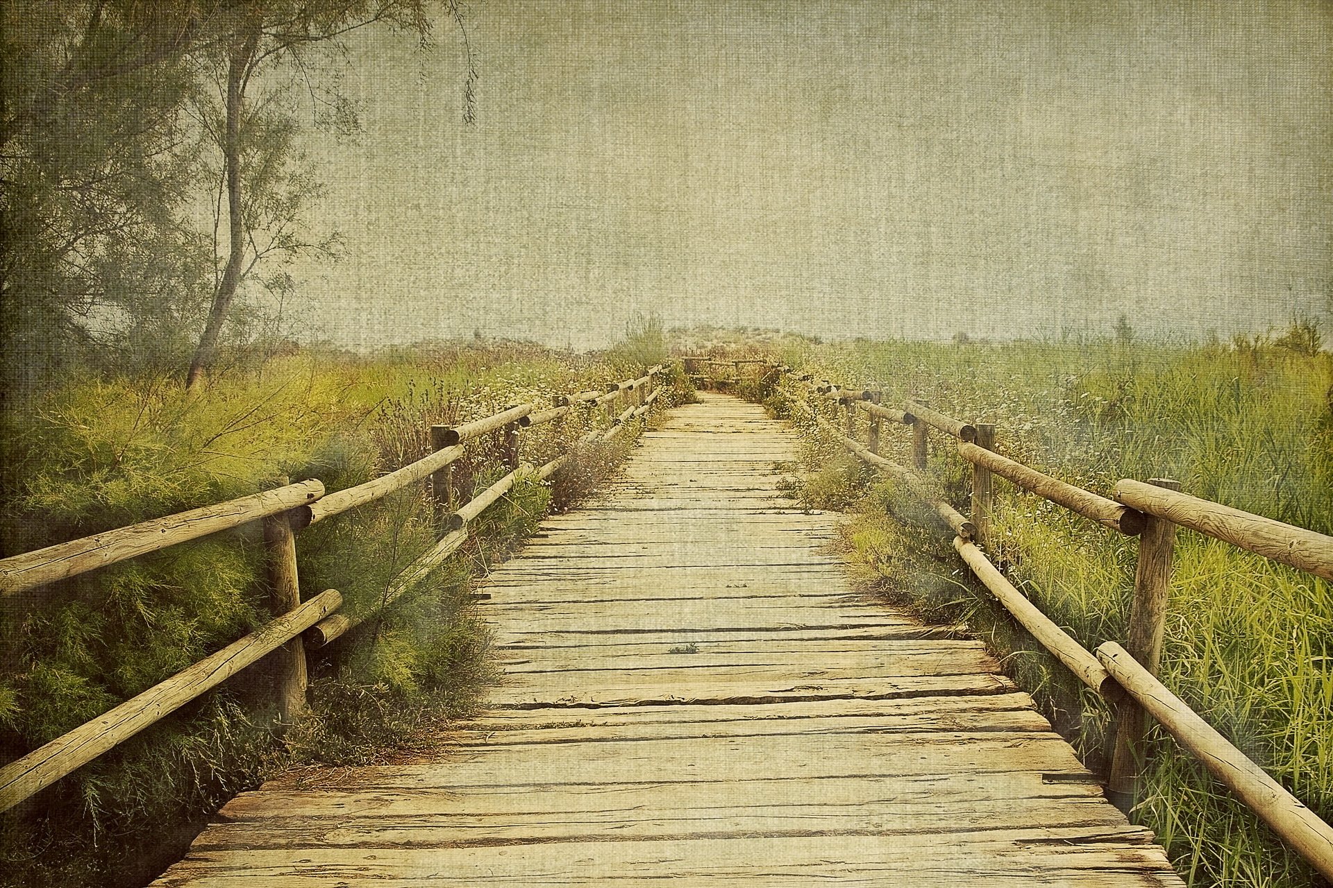 ponte alberi natura stile