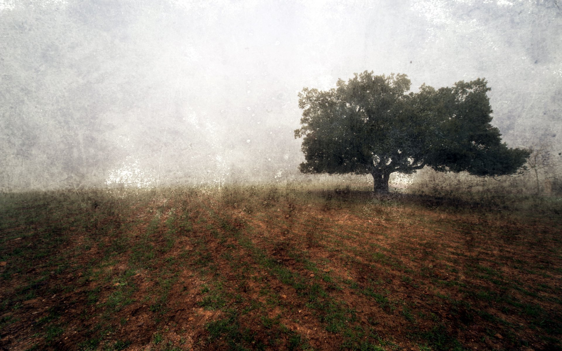 feld baum landschaft hintergrund stil