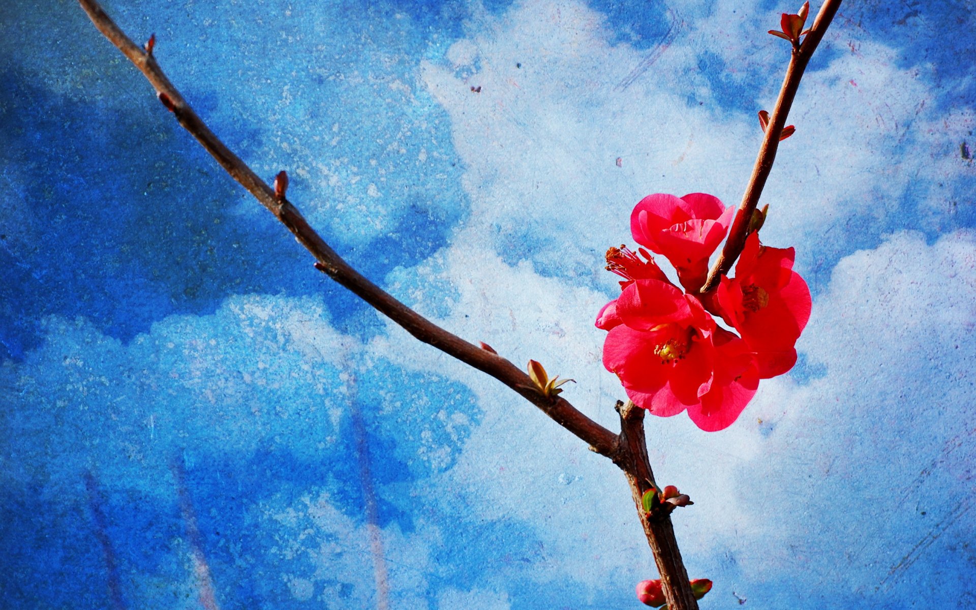 zweig frühling hintergrund stil