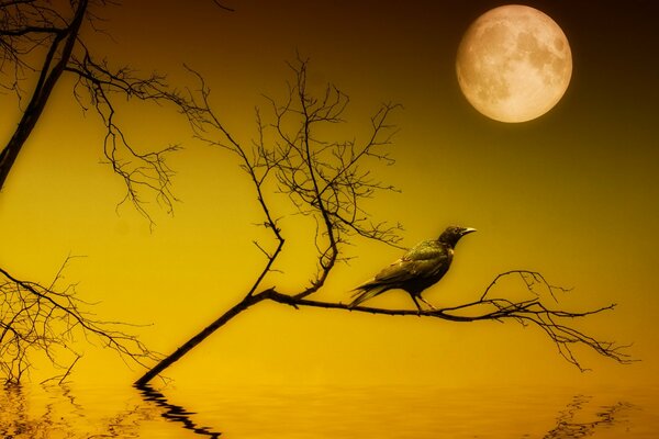 A raven sits at night on a branch above the water