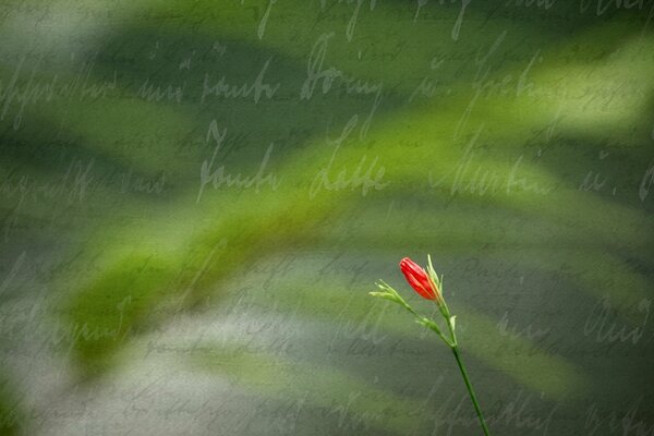 Rote Blume auf Hintergrund