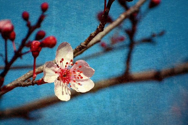 A branch of a white flower in spring