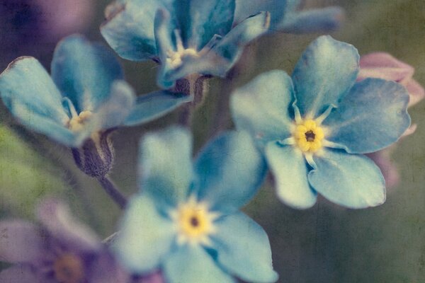 Bellissimi fiori blu su sfondo sbiadito