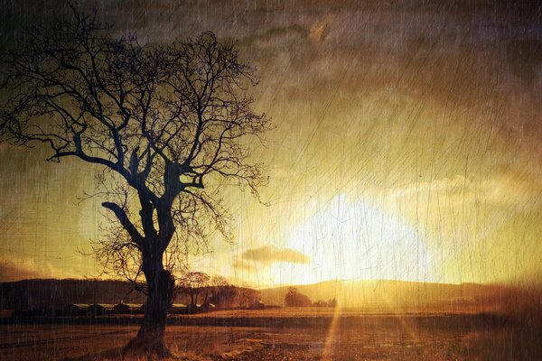 Photo of a tree against a sunset background