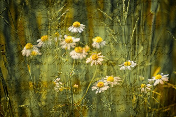 A letter written in a calligraphic handwriting on a background of daisies