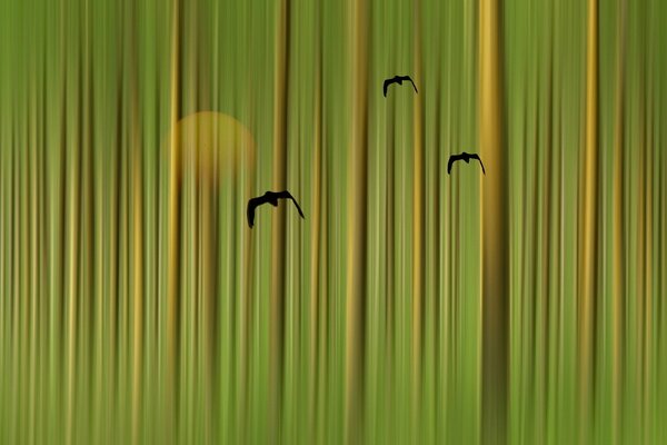 Birds on a background of green and yellow stripes