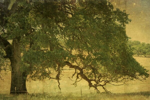 An old tree by the water