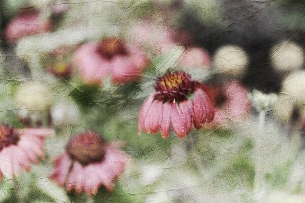 Hermosas flores Rosadas sobre un fondo envejecido