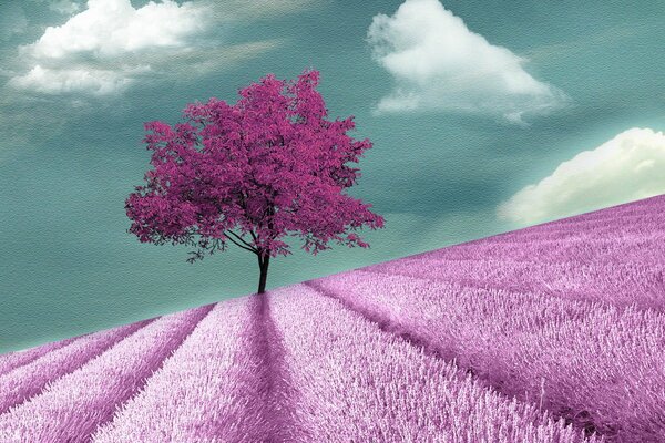 Campo di lavanda e albero di Lilla in lontananza