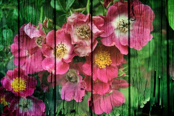 Imagen vívida de flores en tablas agrietadas