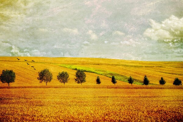 Landscape yellow field with trees