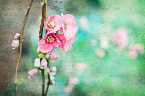 Couleur de branche rose sur fond de verdure