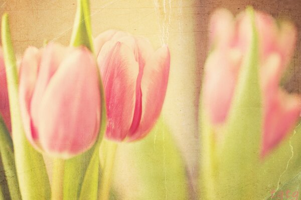 Schöne rosa Tulpen auf einem vergilbten Hintergrund