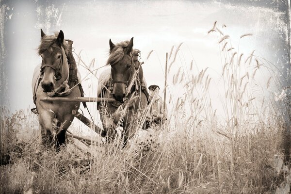 Caballos que llevan el carro al campo