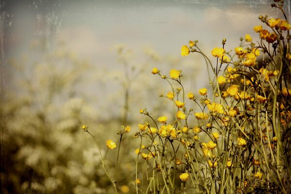 Gelbe Blumen Sommer Hintergrund